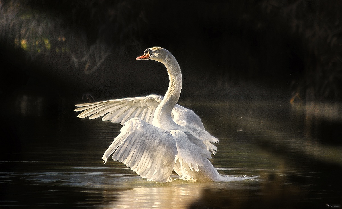 swan