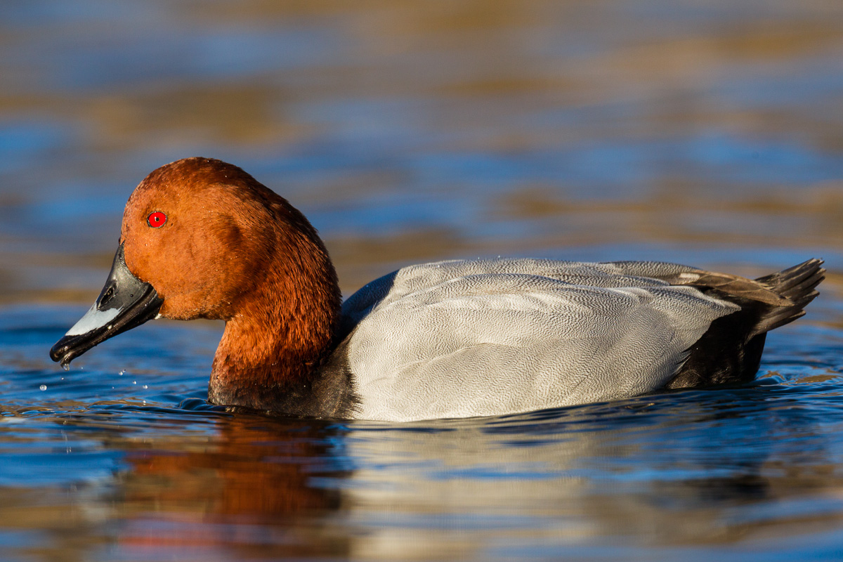 Moriglione maschio...