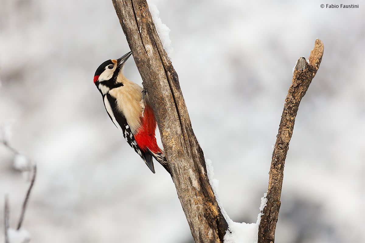 Picchio Rosso Maggiore