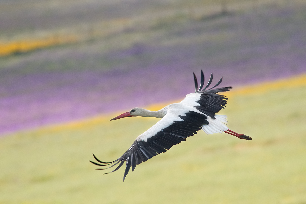 Cicogna in Extremadura