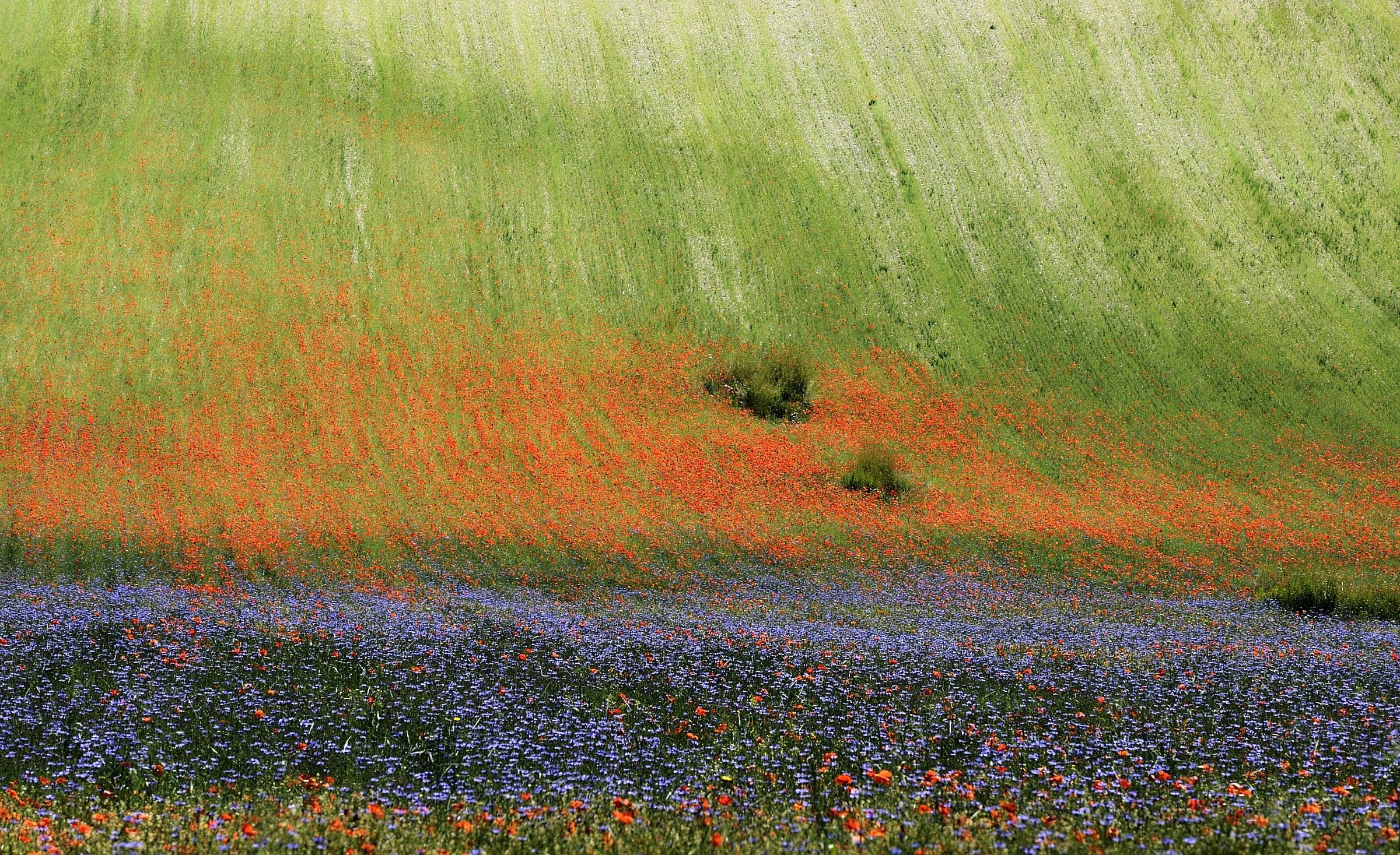 Particolare3 fioritura