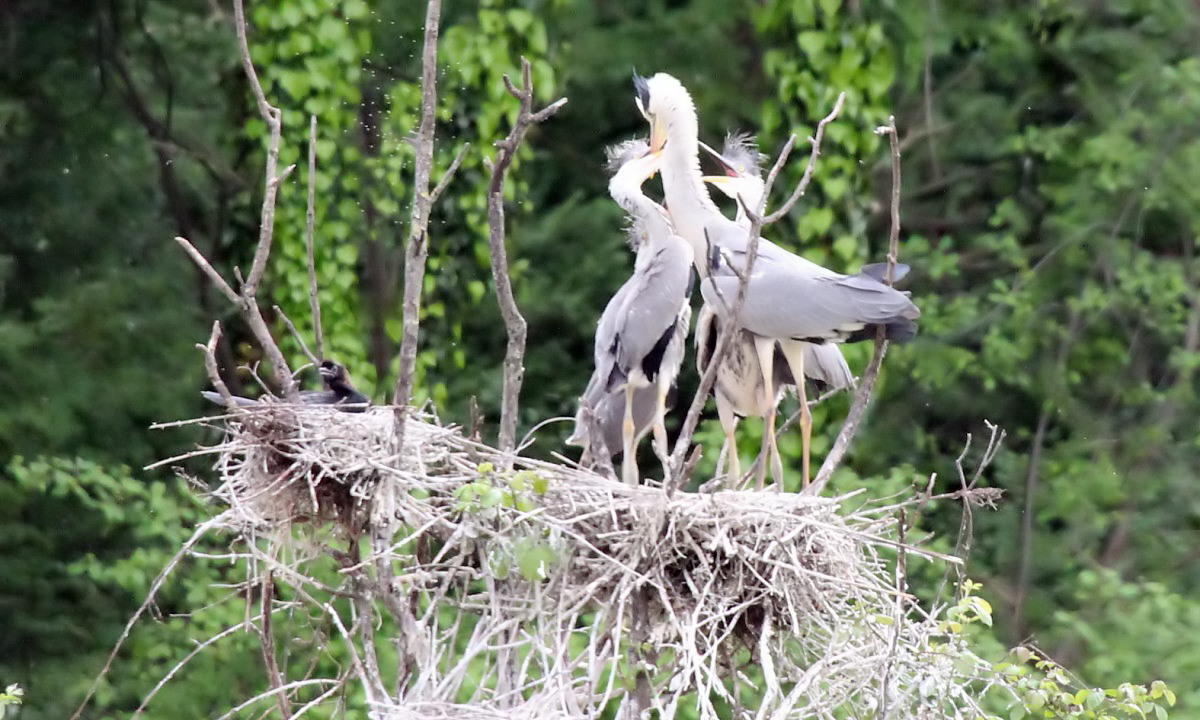 Grey Heron with small