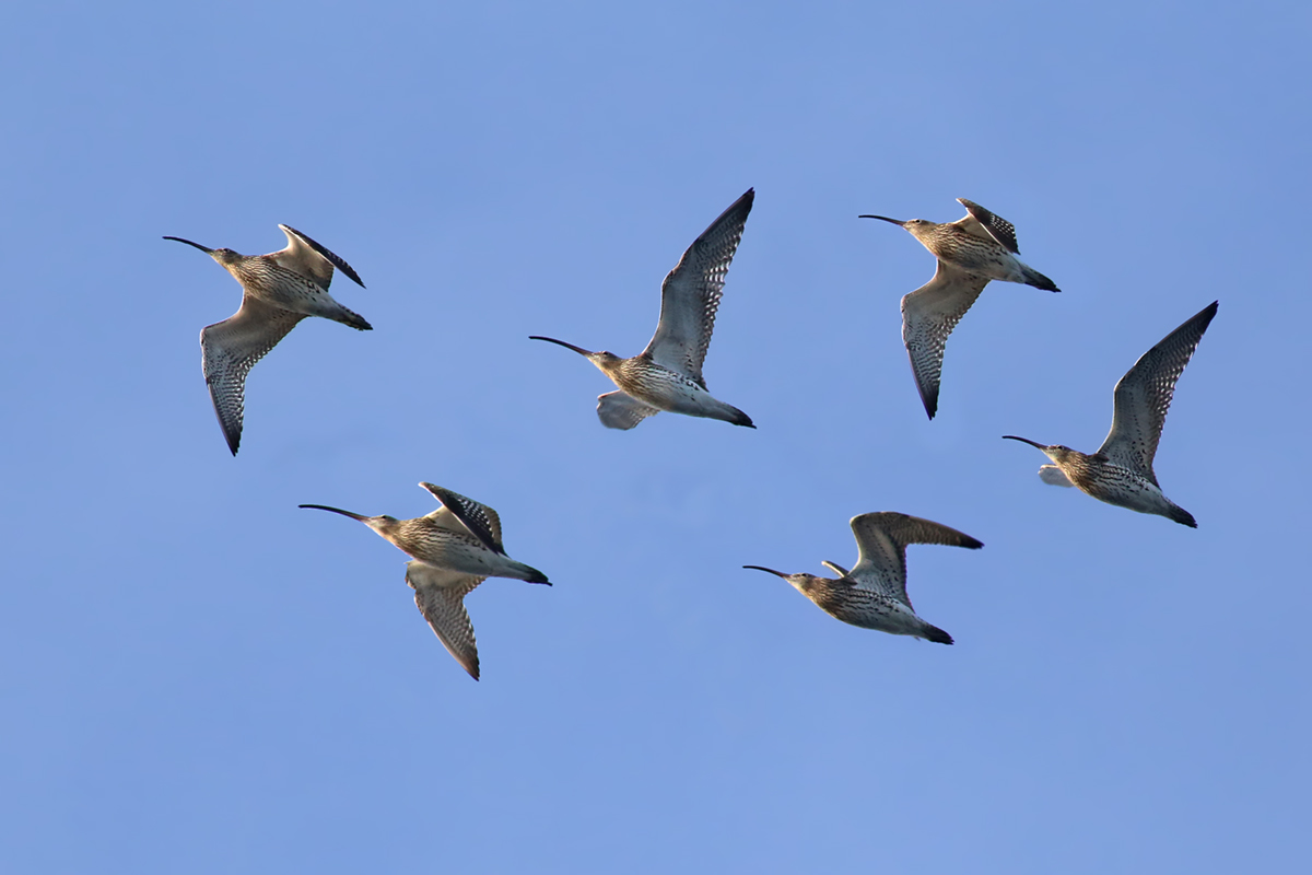 Curlews in flight