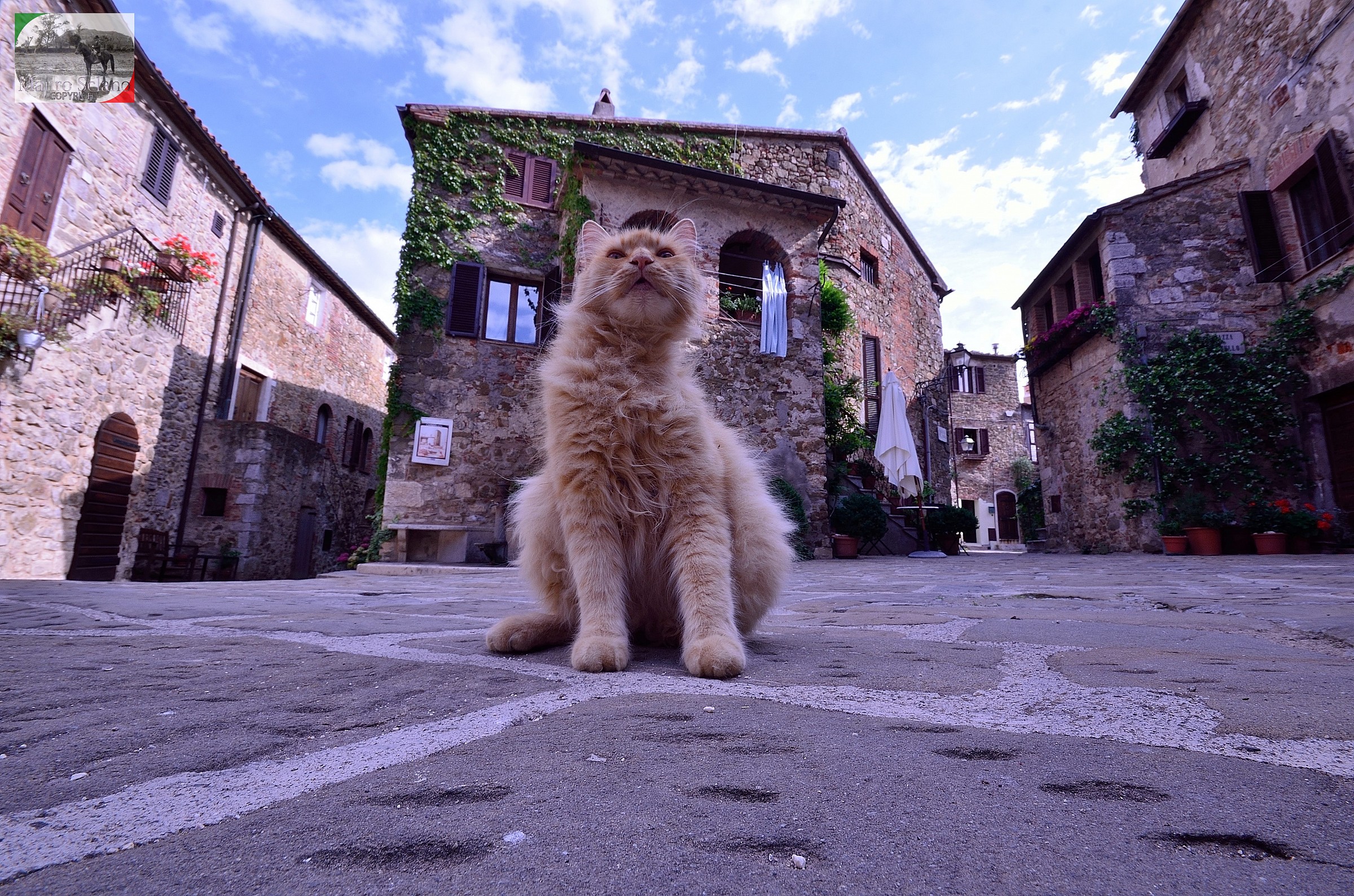 Cat in the square
