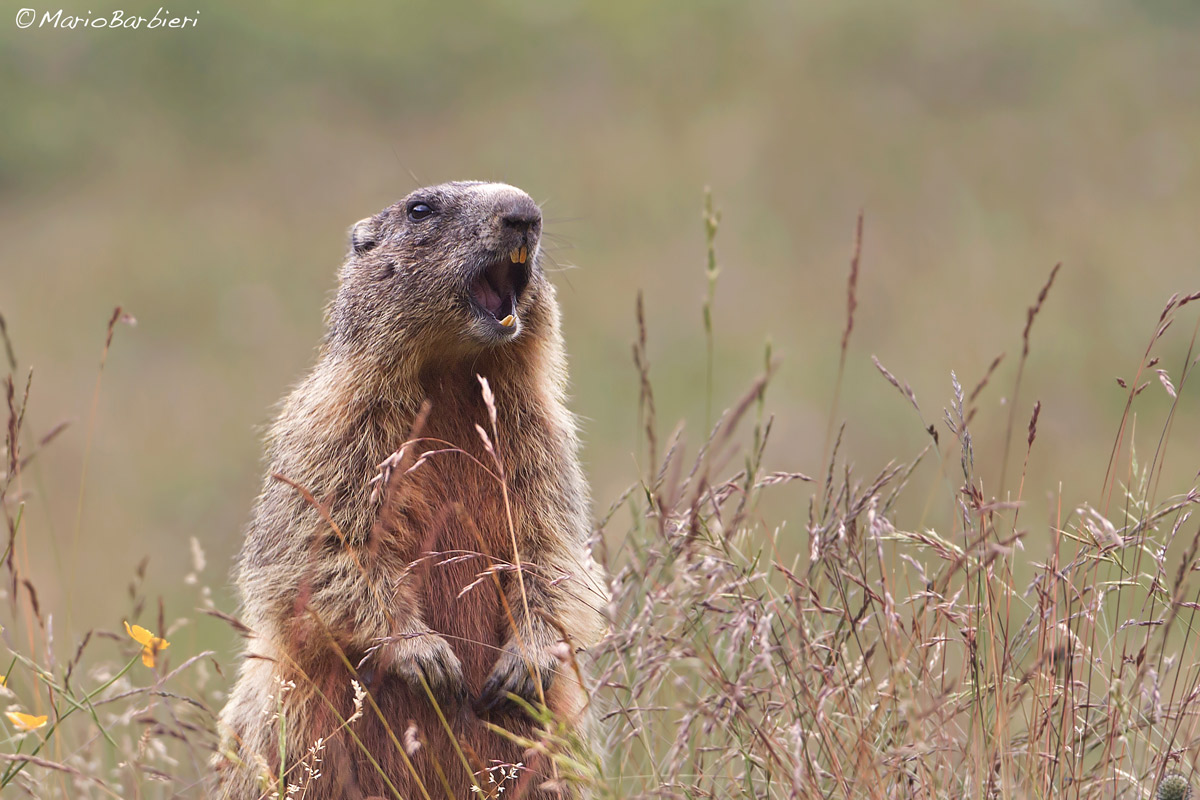 Marmotta