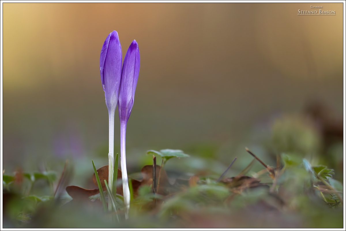 Crocus - The Couple