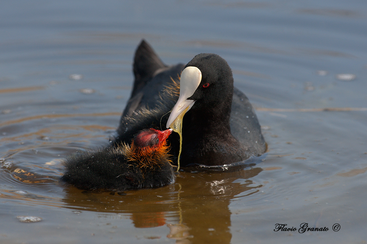 il legame indissolubile della maternità