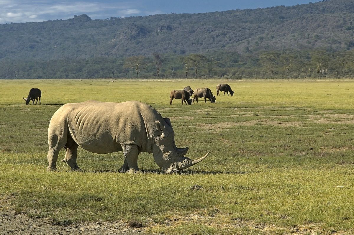 Rino bianco al Lake Nakuru