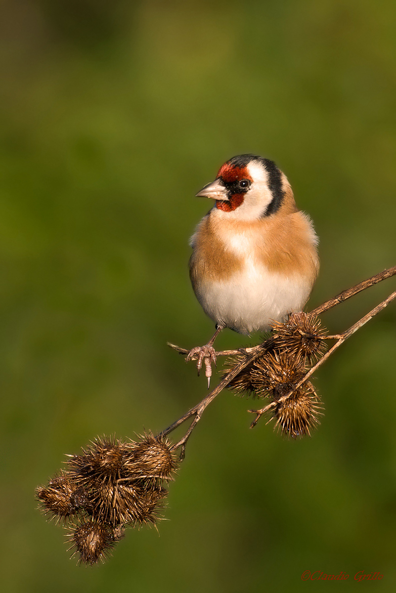 Goldfinch