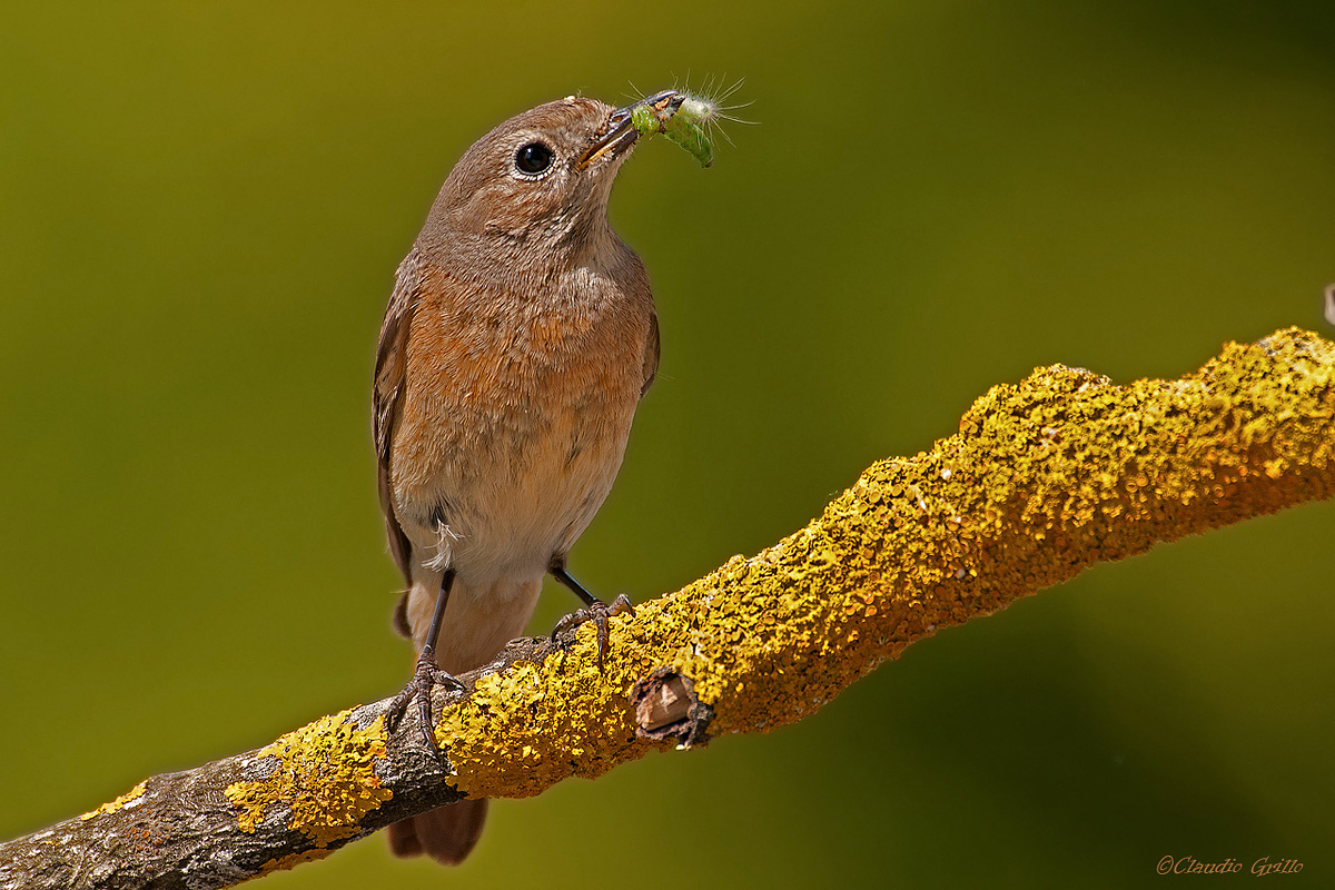 Redstart female