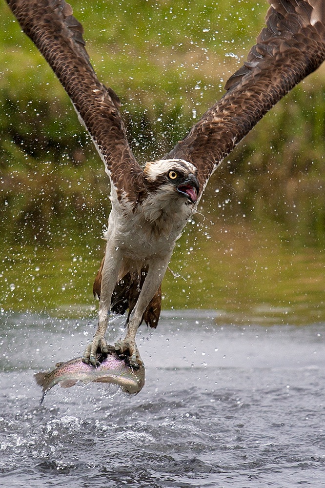 Falco pescatore con preda