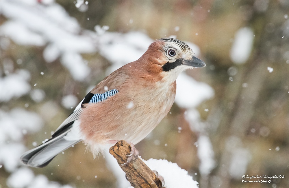 ghiandaia sotto la neve