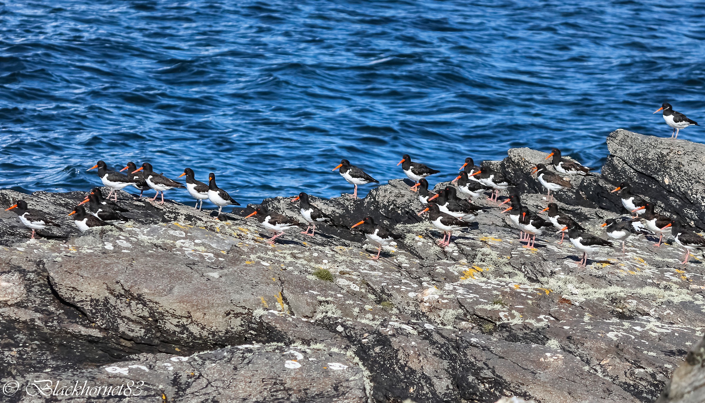 Carrots attack! # Beccacciadimare