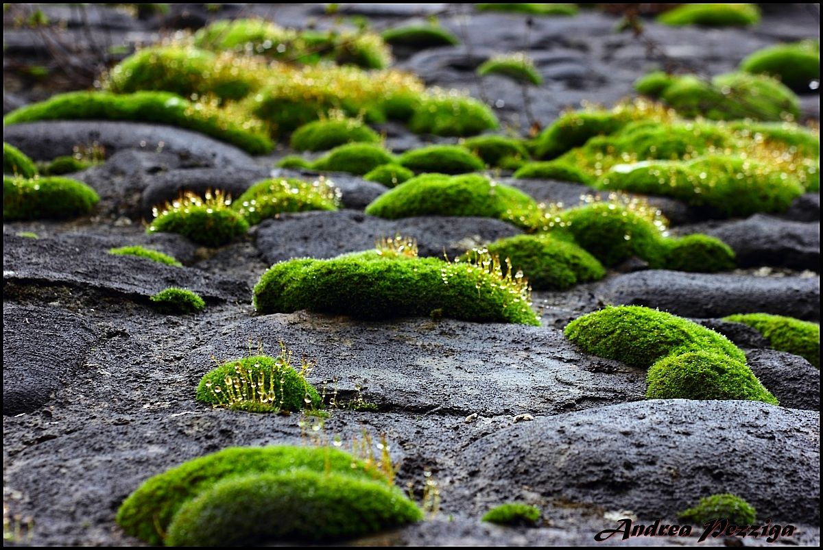 Moss