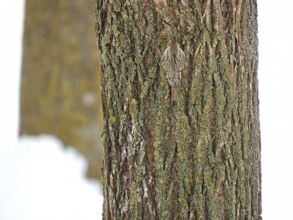 rampichino = mimicry