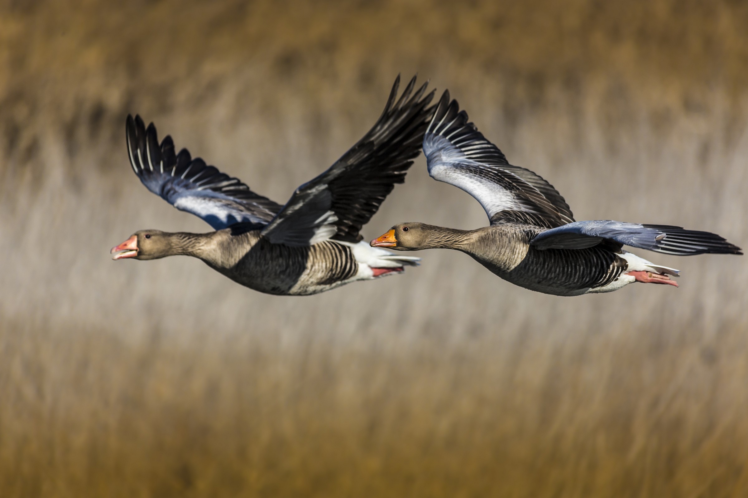 oche selvatiche di passaggio