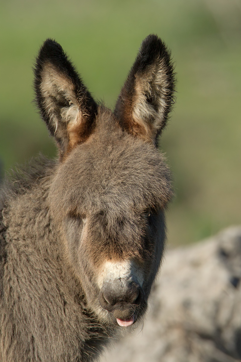 Sardinian donkey