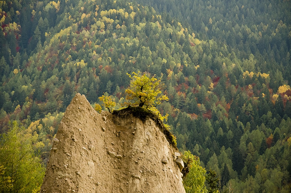 lonely tree