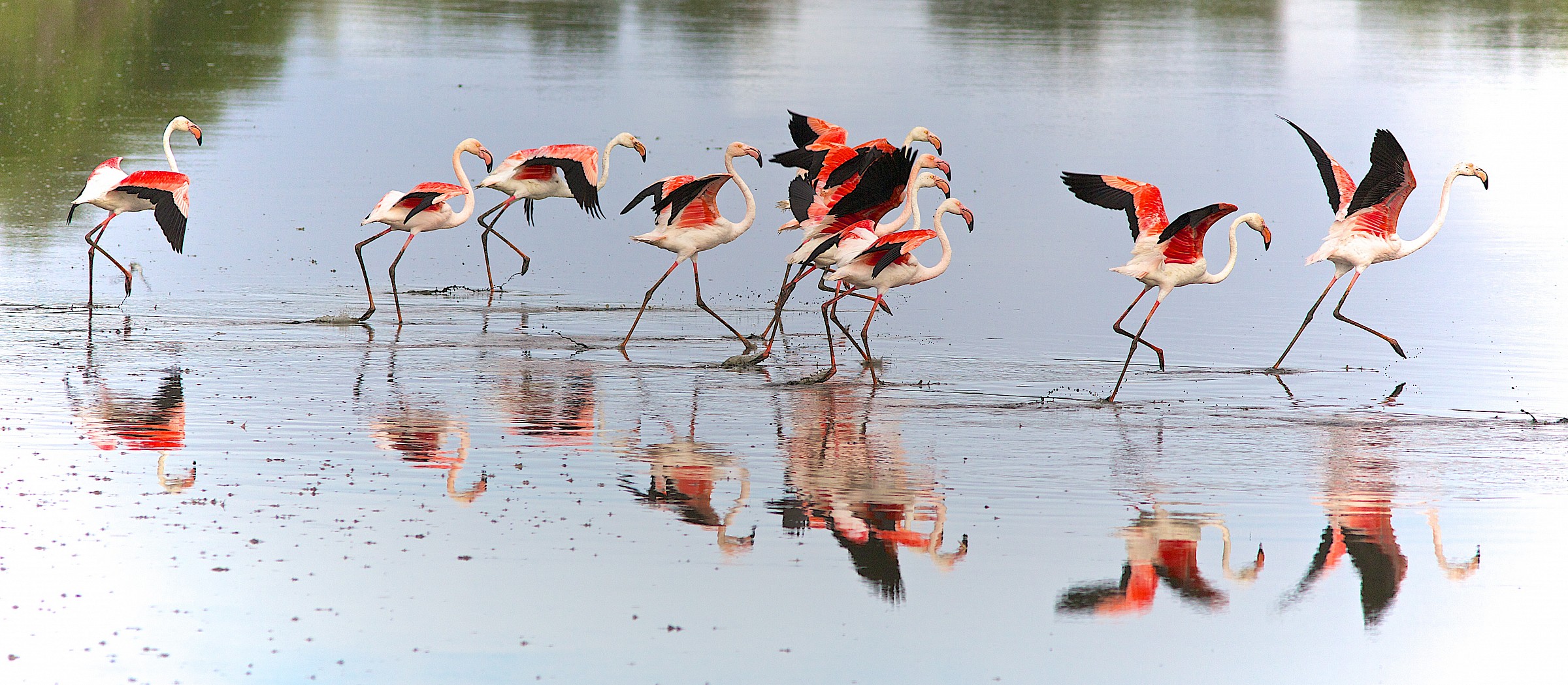 Flamingo-Phoenicopterus roseus
