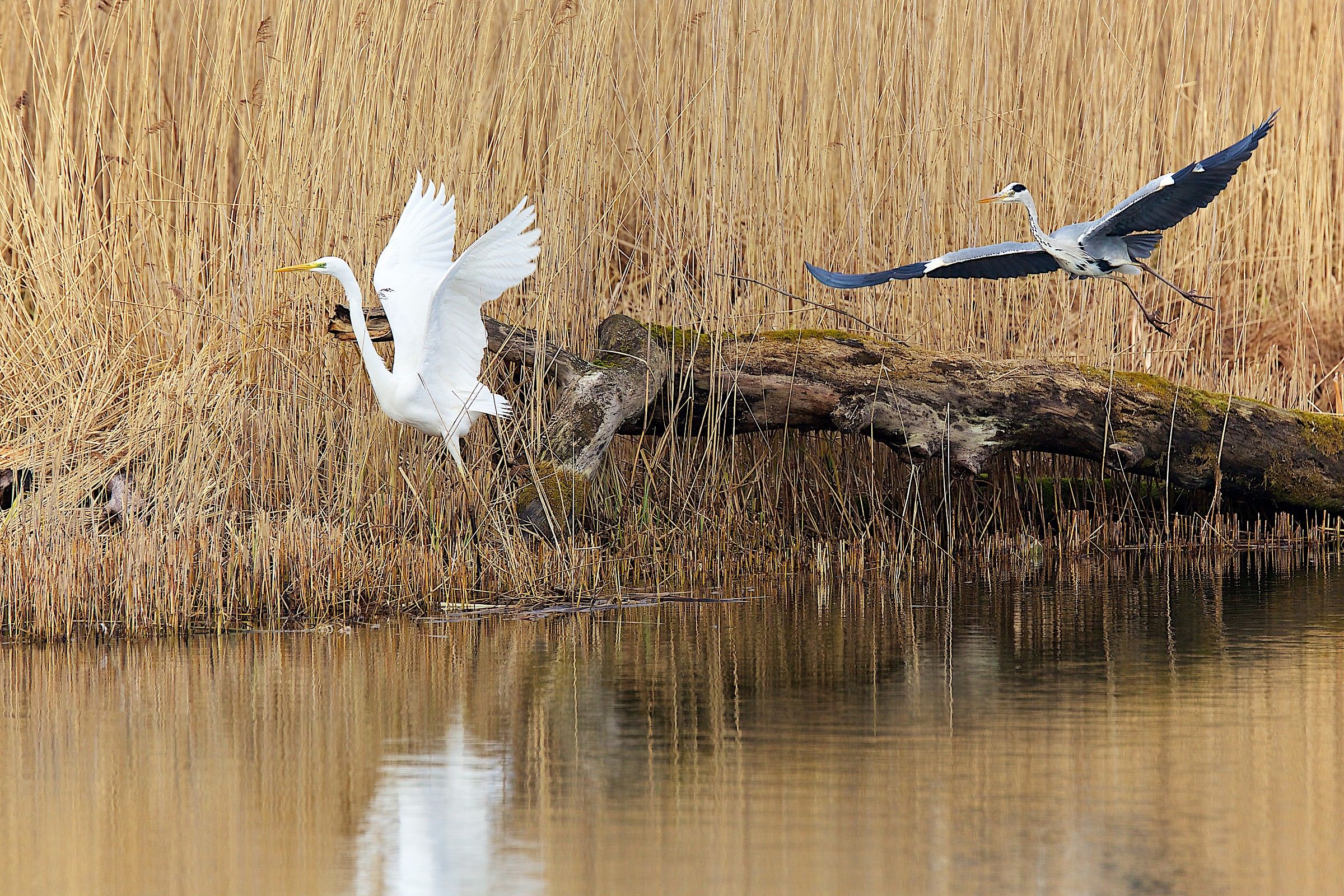 Airone e Airone cenerino