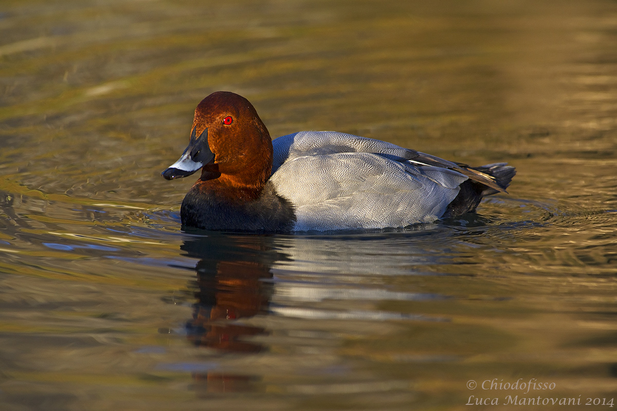 Male pochard