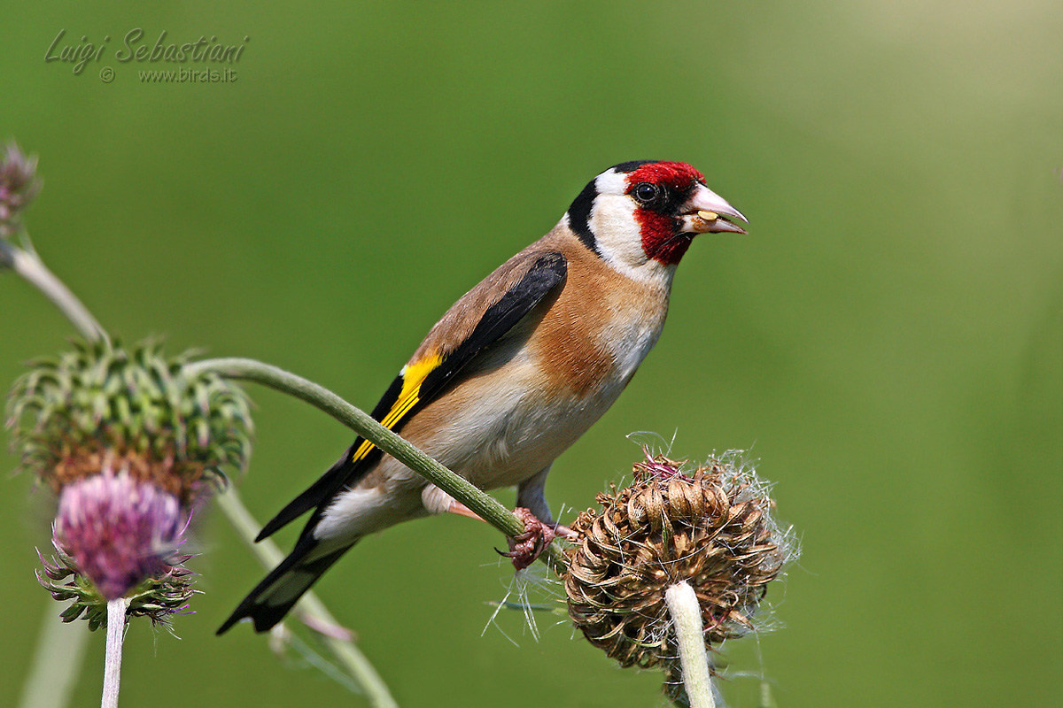 Goldfinch