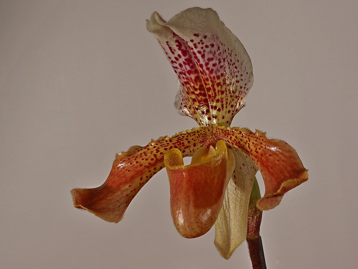 orchidea 2 Paphiopedilum