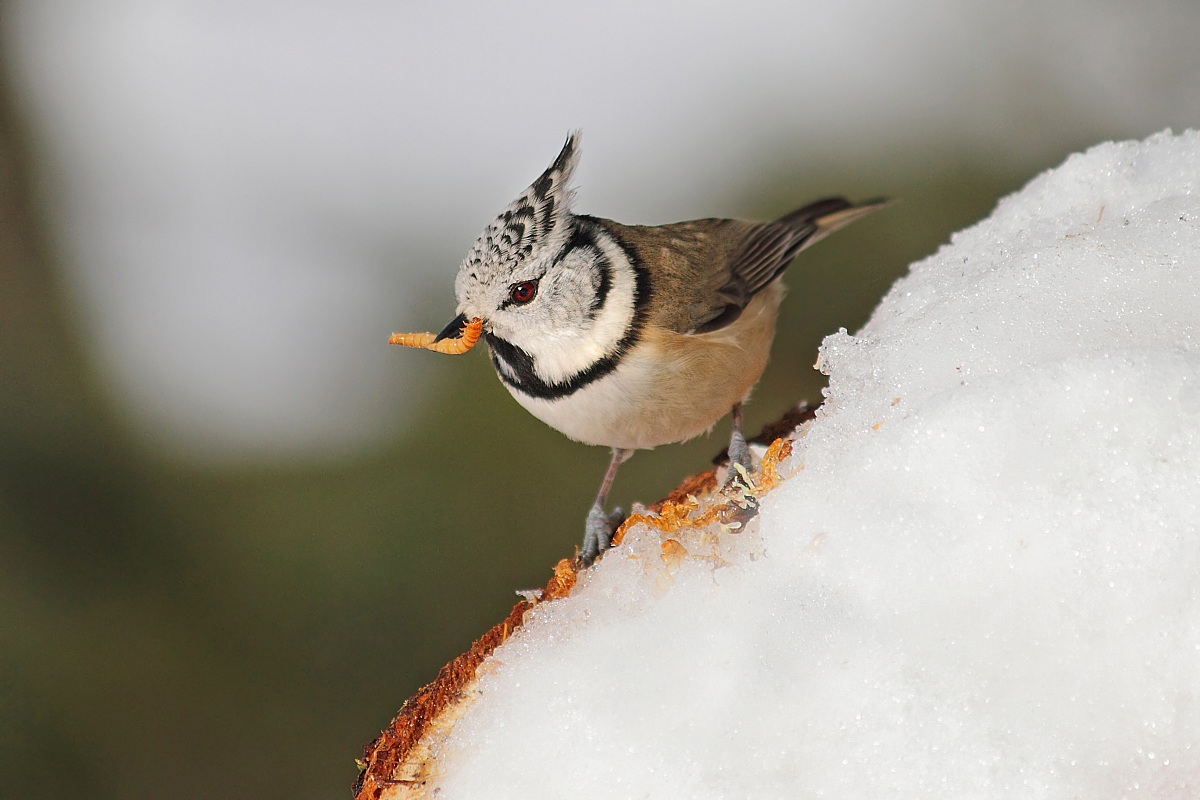 Finalmente si mangia