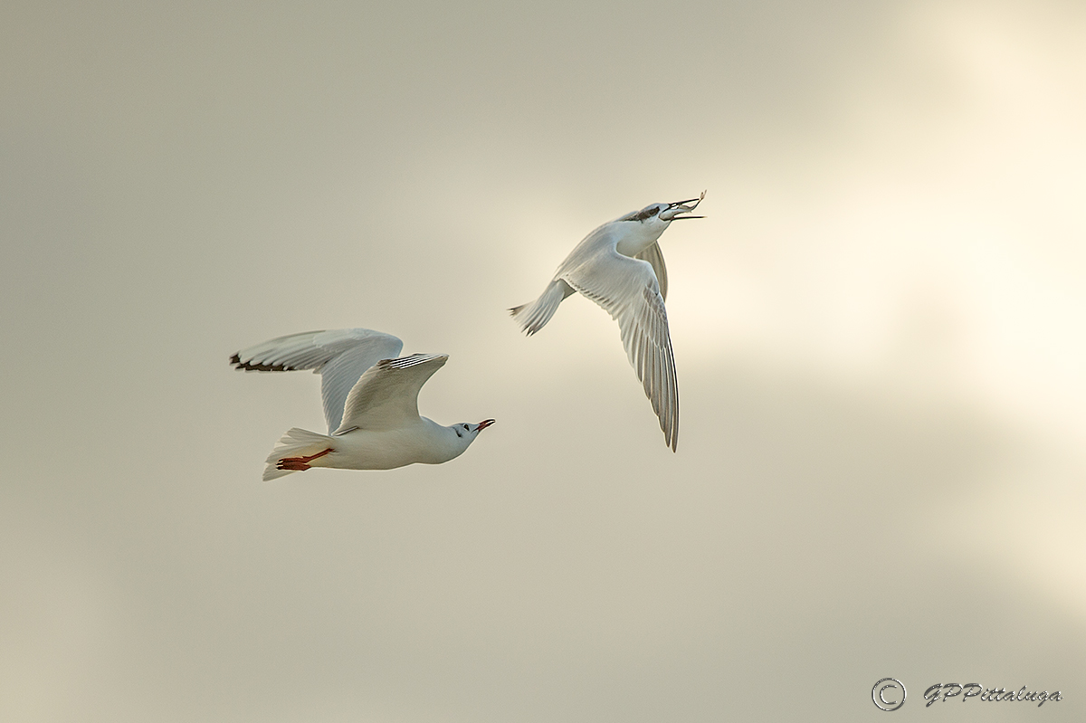 lotta per il cibo (Beccapesci e Gabbiano comune)