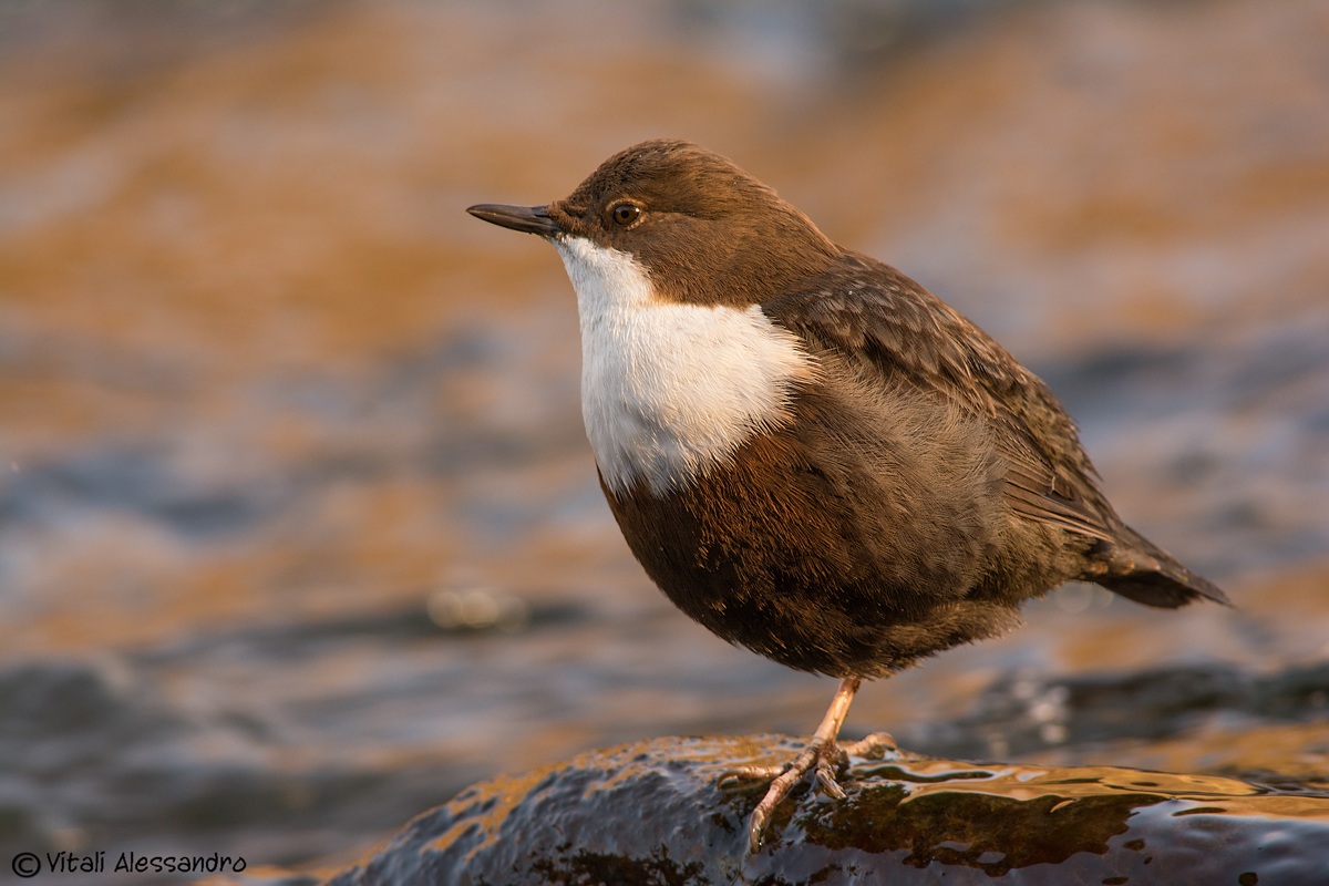 Dipper
