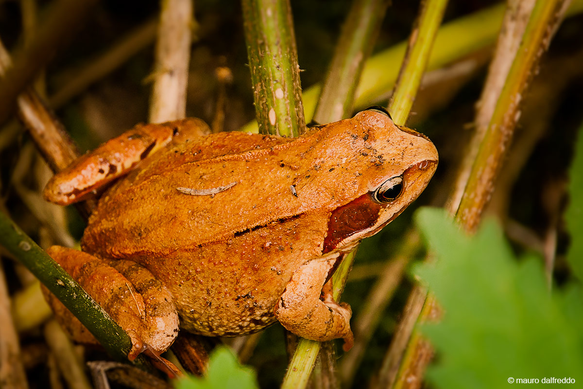 Rana Temporaria o Rana rossa alpina