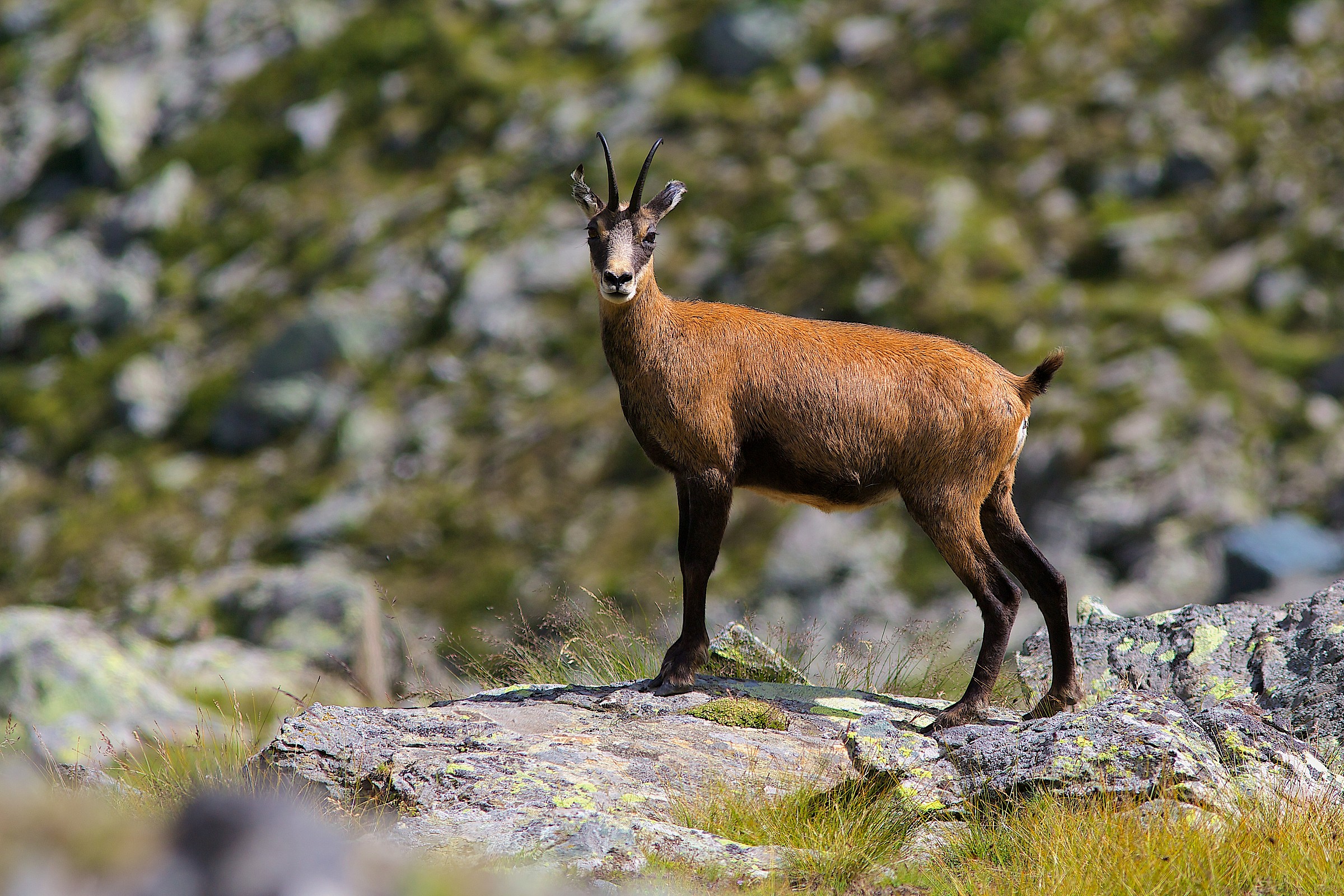 Chamois in summer