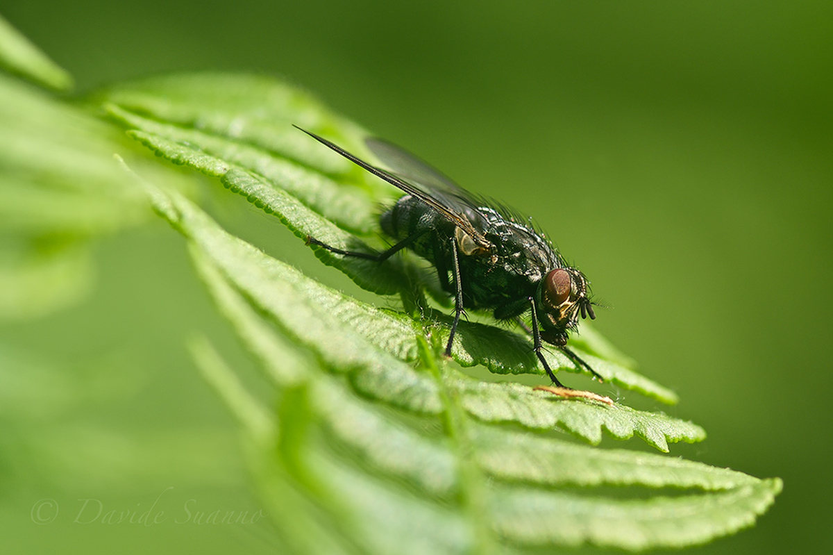 Diptera