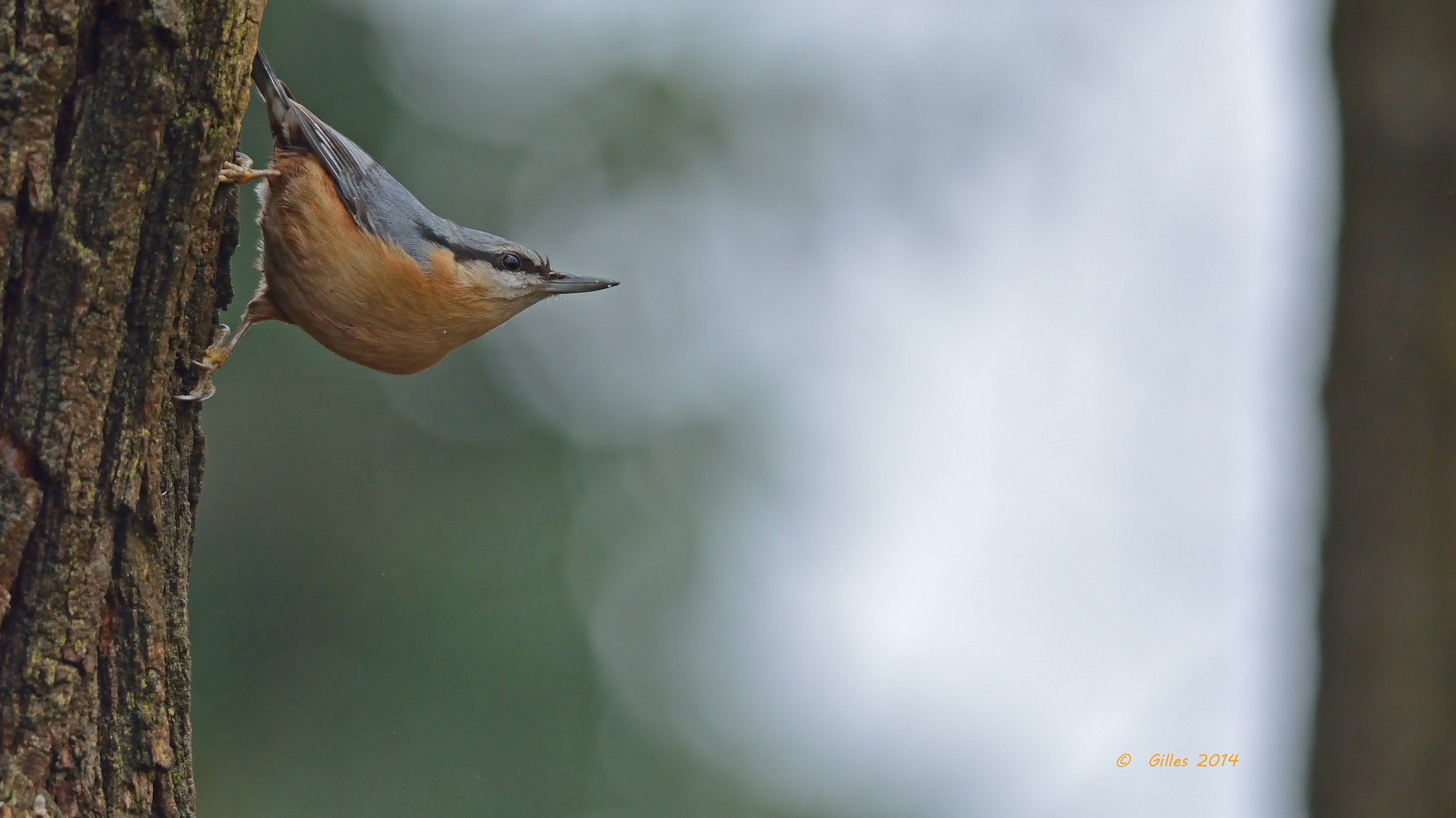 Woodpecker Mason (Sitta europaea)