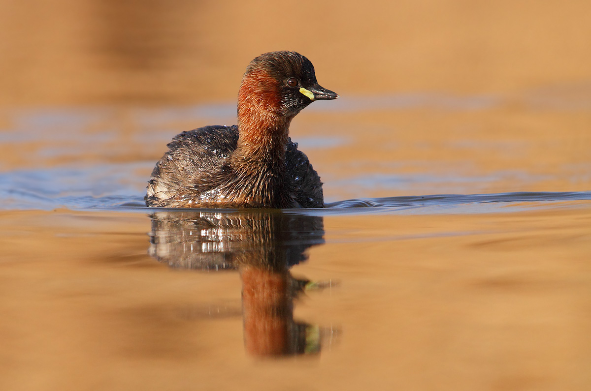 Little Grebe