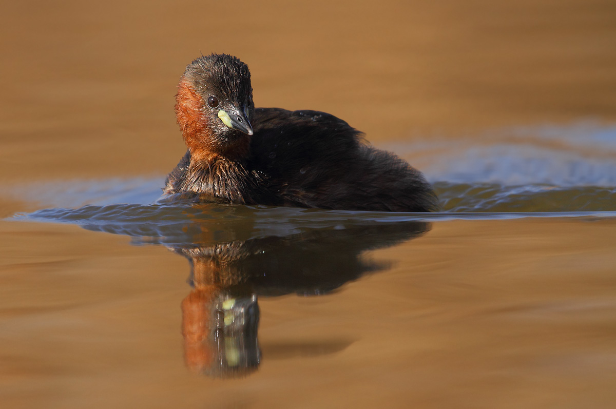 Little Grebe