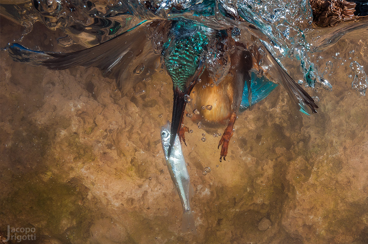 Kingfisher - Alcedo atthis