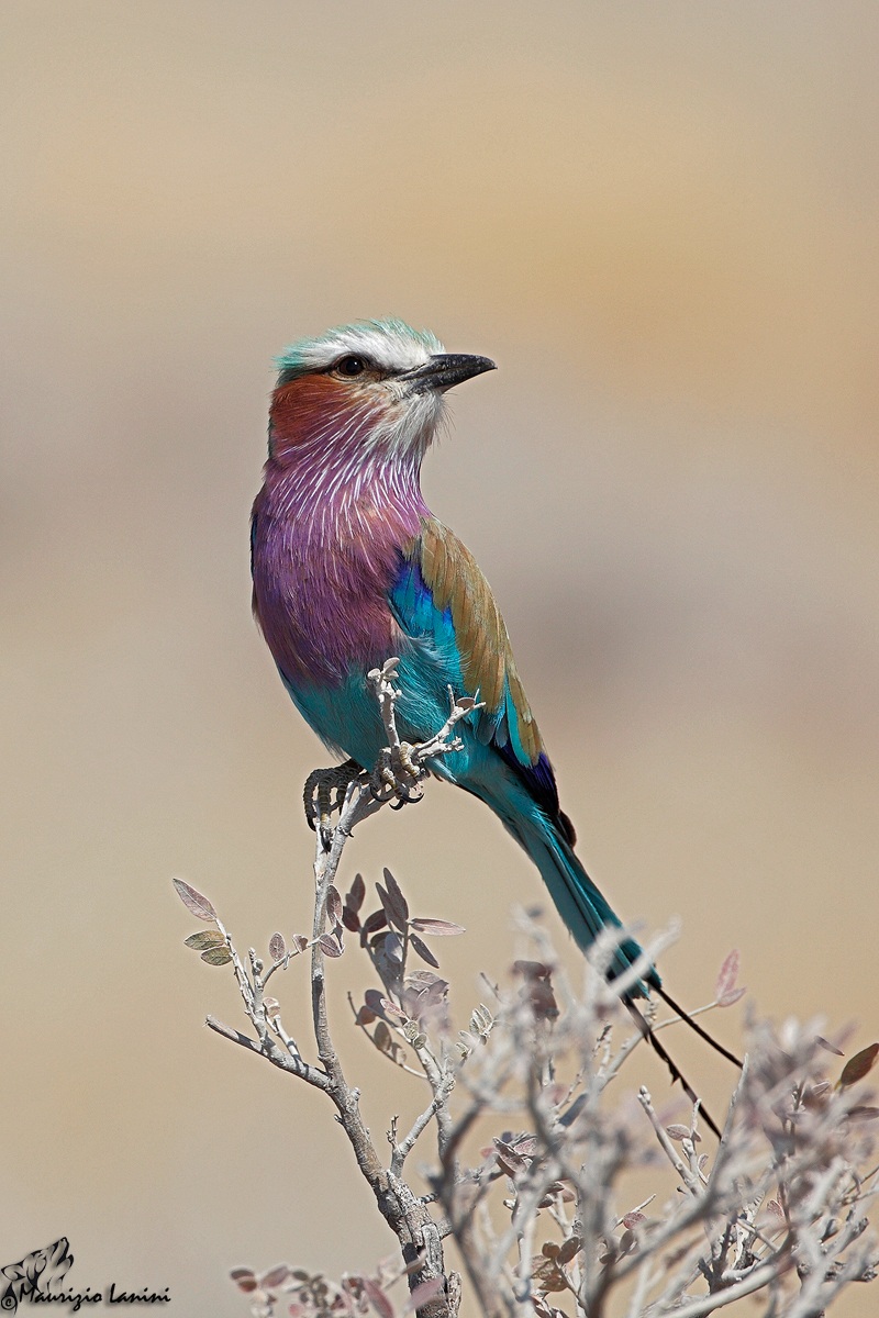 Ghiandaia pettolilla (Coracias caudatus)