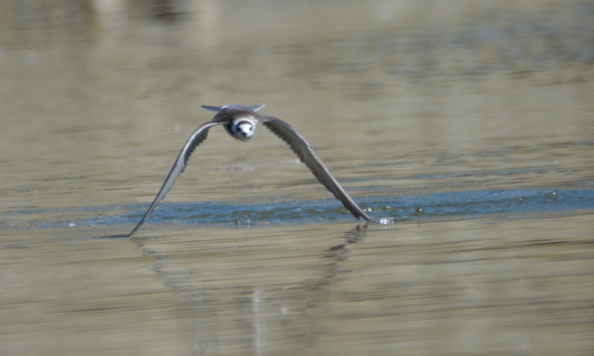 Arco perfetto ..........