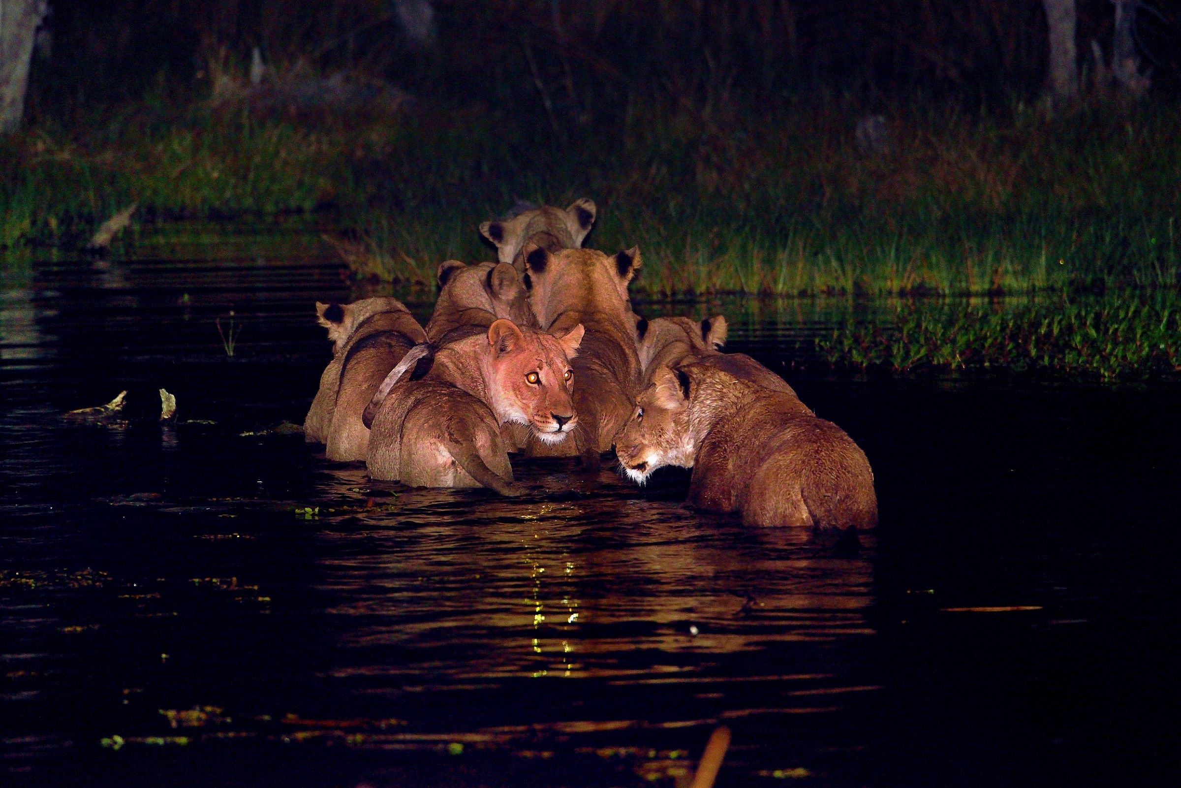 Leonesse a caccia nella notte nell'acqua..