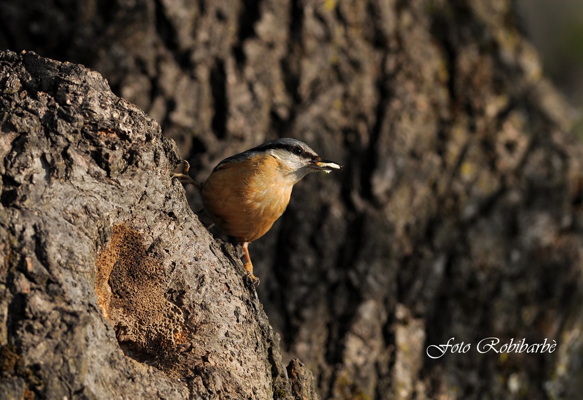 Picchio muratore .. con preda...