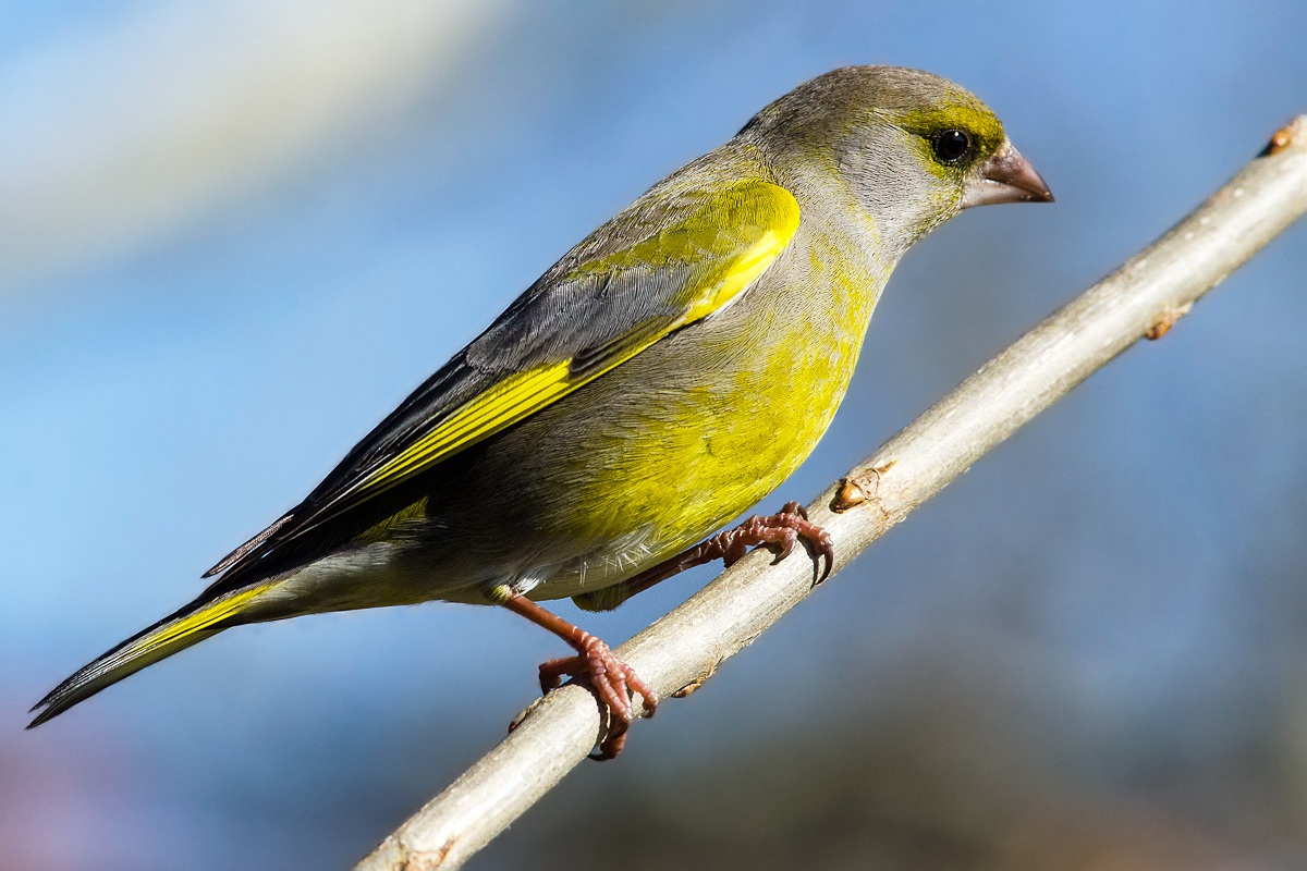 greenfinch