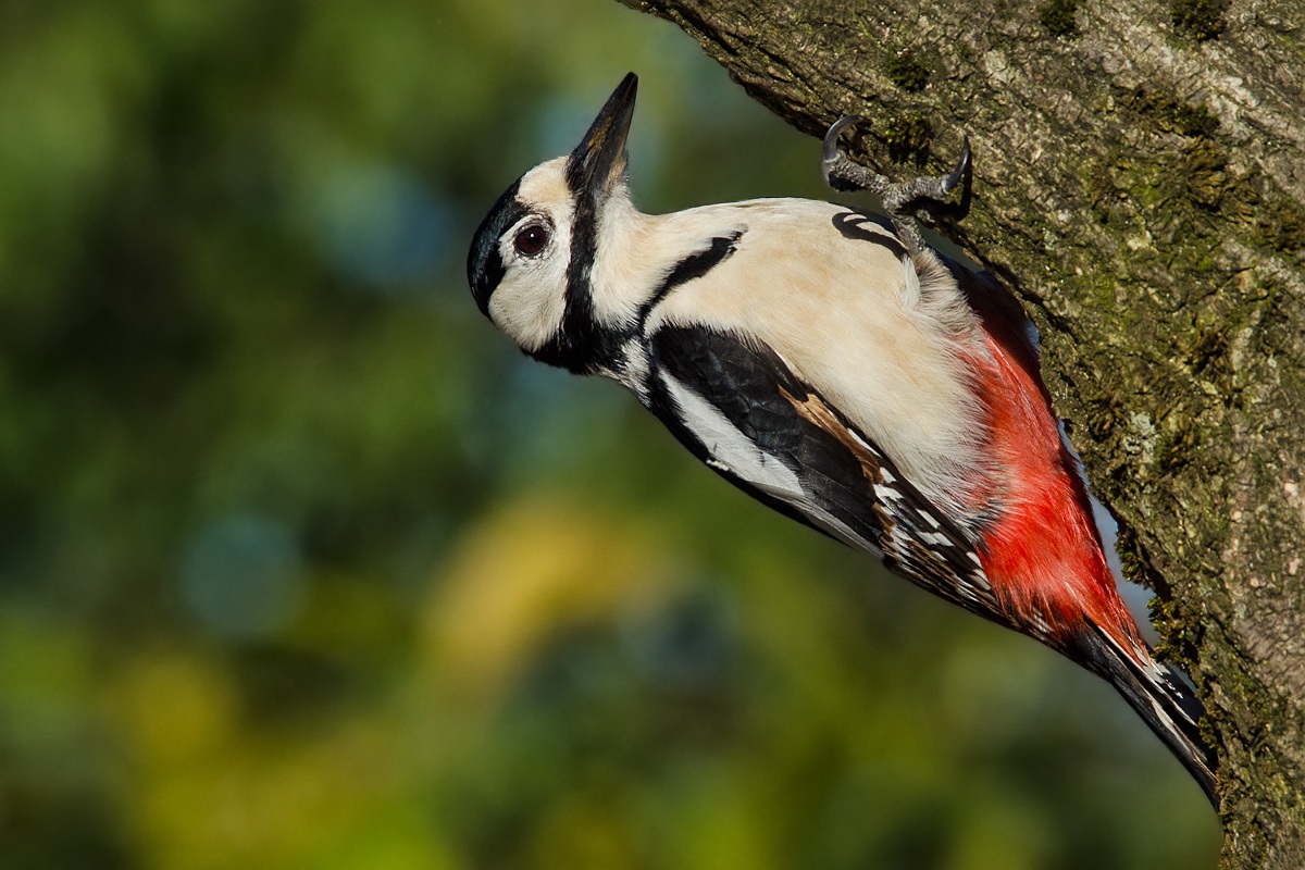 picchio rosso maggiore