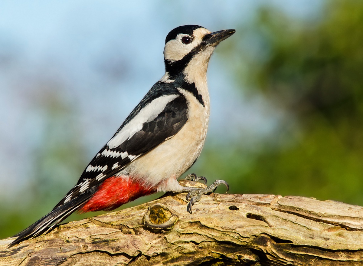 picchio rosso maggiore
