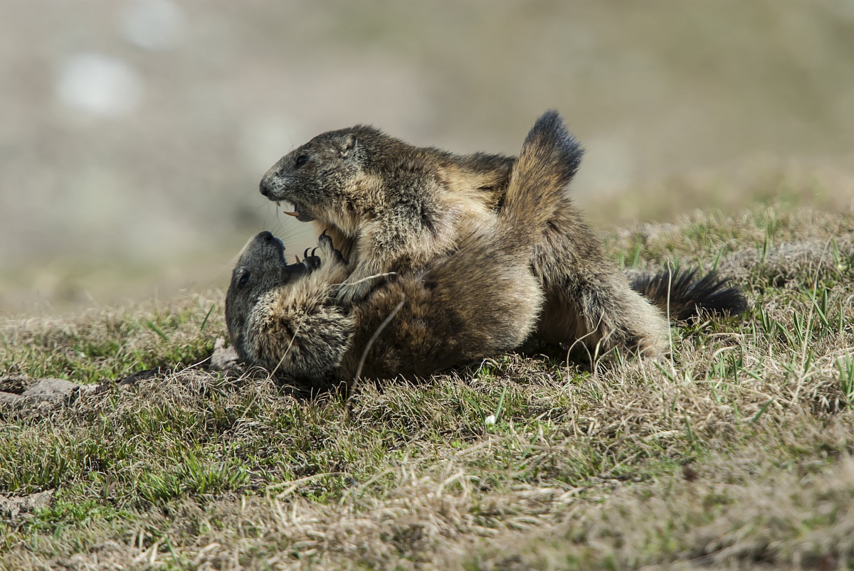 Marmotte in lotta