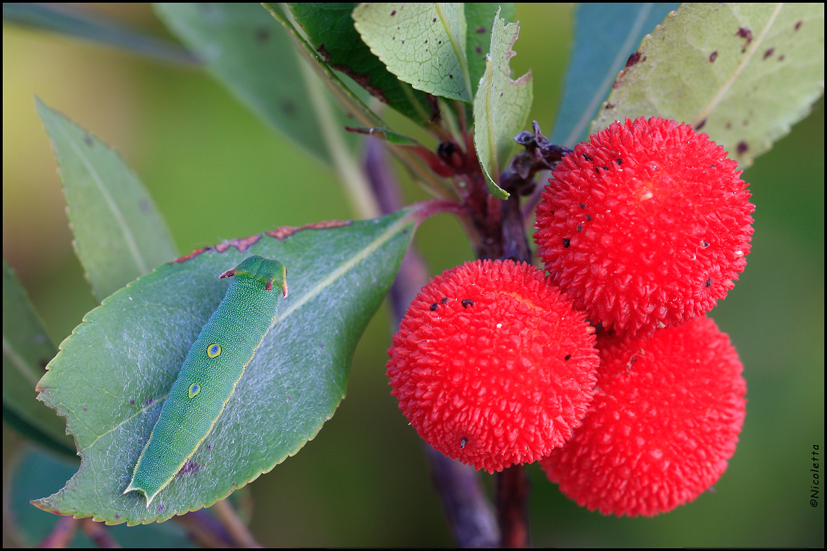 Caterpillar Charaxes