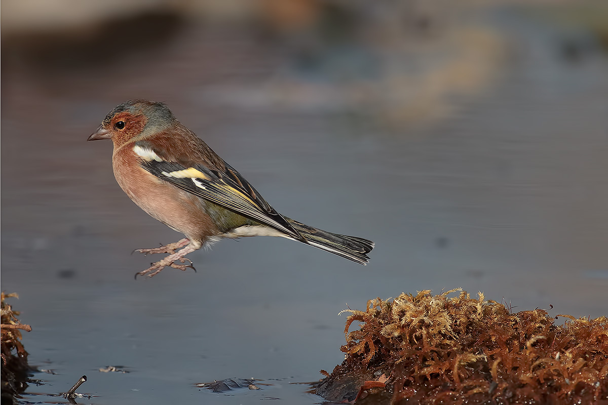 there are those who fly and those who jump ...