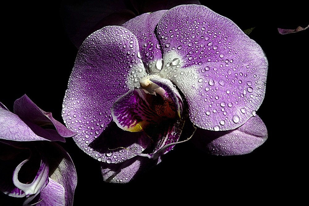 Orchidea in penombra
