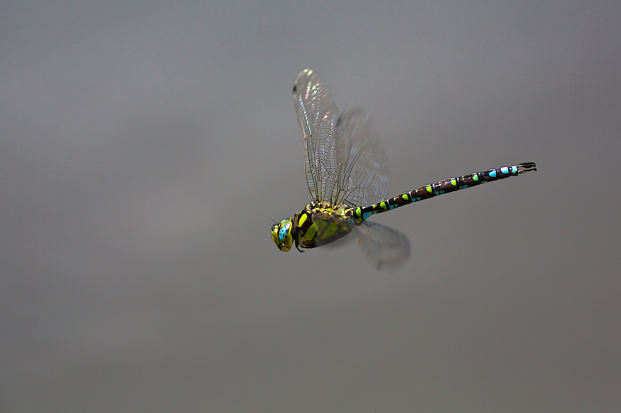 Aeshna cyanea libellule