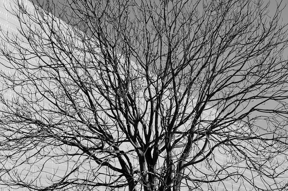 albero diagonale